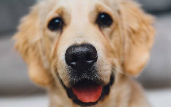 The Most Popular Hunting Dog Breeds