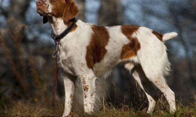American Brittany Dog Breed Description