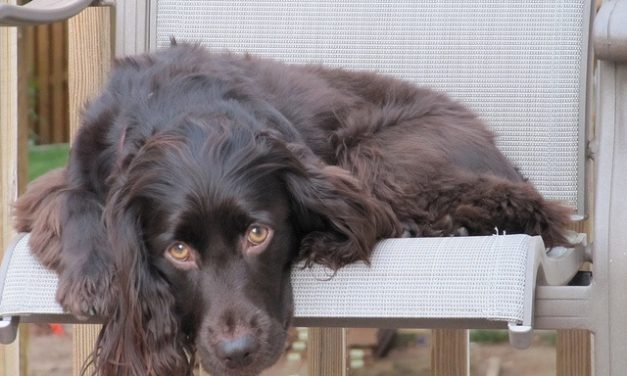Boykin Spaniel Dog Breed Description