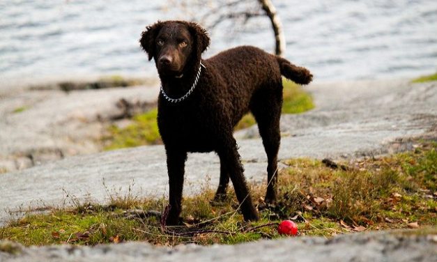 Curly Coated Retriever Dog Breed Description