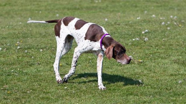 English Pointer Dog Breed Description