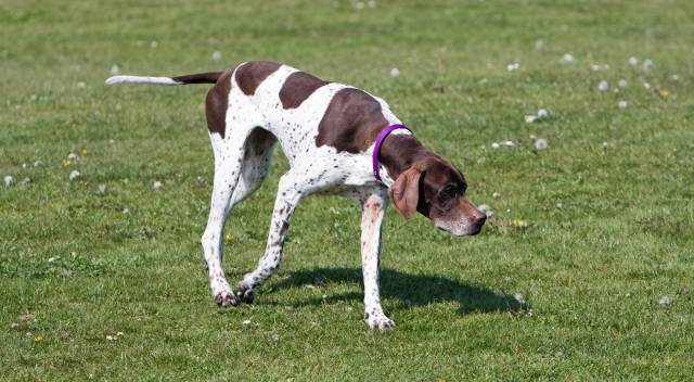English Dog Pointer