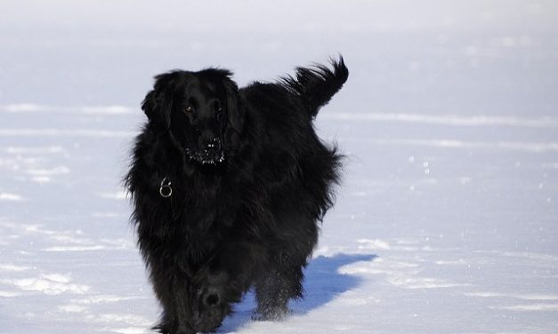 Flat Coated Retriever Dog Breed Description