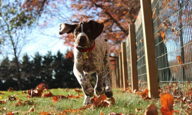 German Shorthaired Pointer Dog Breed Description