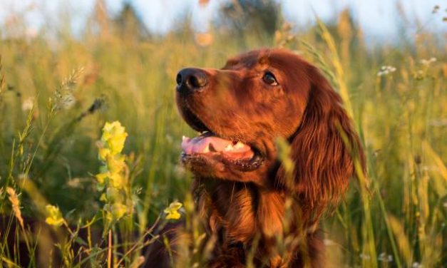 Irish Setter Dog Breed Description