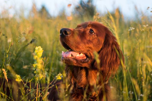 Irish Setter Dog Breed Description The Hunting Dog