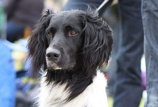 Large Munsterlander Dog Breed Description
