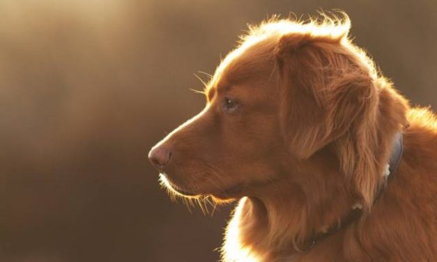 Nova Scotia Duck Tolling Retriever Dog Breed Description