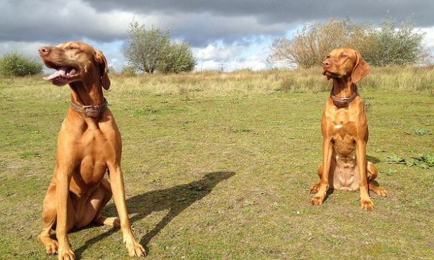 Vizsla Dog Breed Description