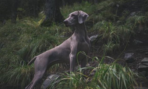 Weimaraner Dog Breed Description