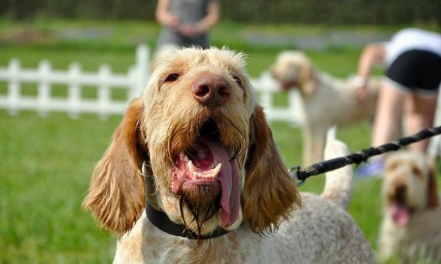 Spinone Italiano Dog Breed Description