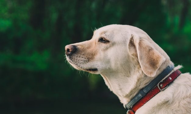 Labrador Retriever Dog Breed Description