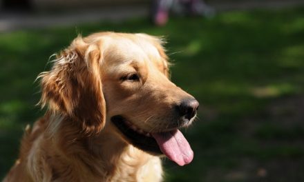 Golden Retriever Dog Breed Description