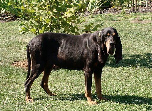 Black and Tan Coonhound Dog Breed Description