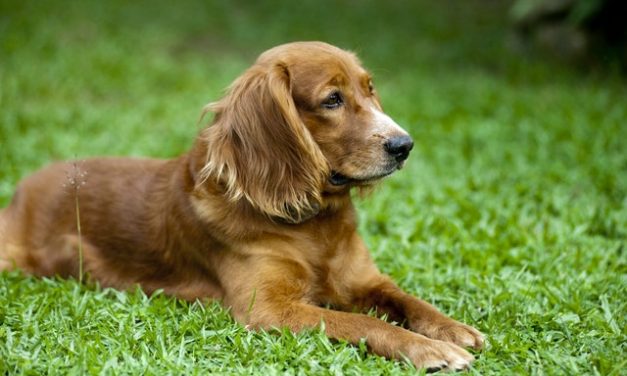 Cocker Spaniel Dog Breed Description