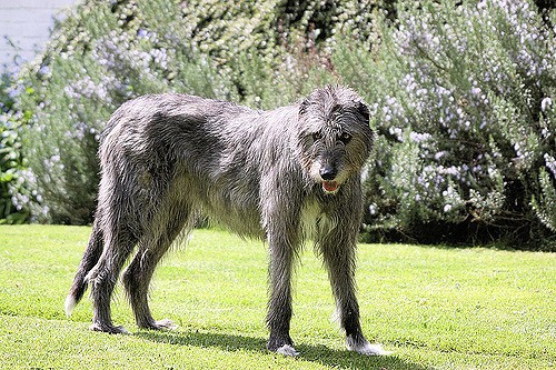 wolfhound hunting