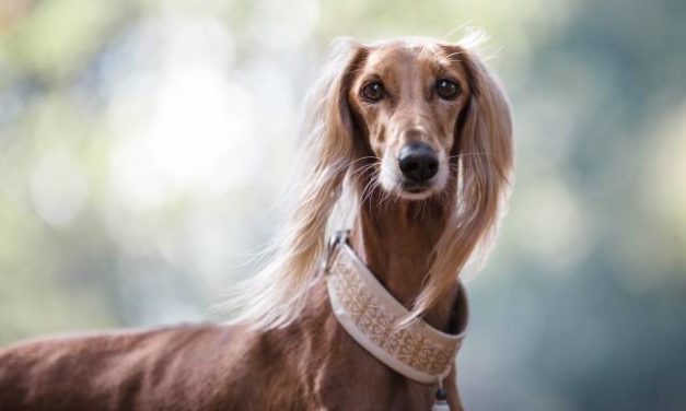 Saluki Dog Breed Description