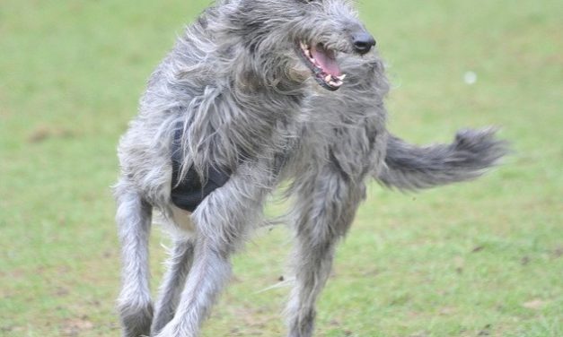 Scottish Deerhound Dog Breed Description