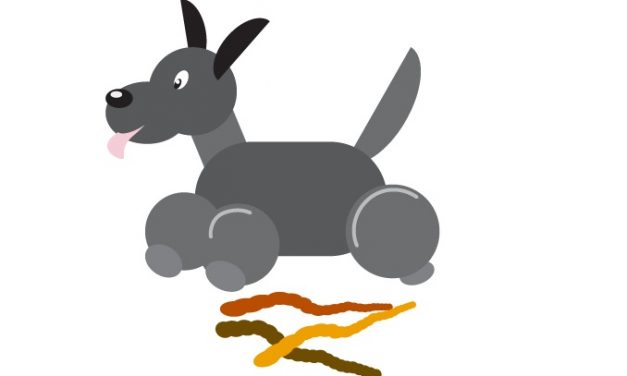 Worms in dogs a brief overview