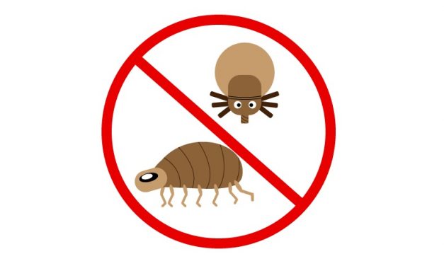 8 All-Natural Ways to Stop Fleas on Dogs