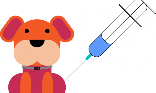 Stop Blowing Scheduled Dog Vaccinations with These 6 Tips