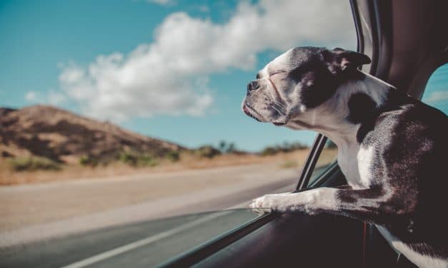 Tips on How to Travel with a Dog