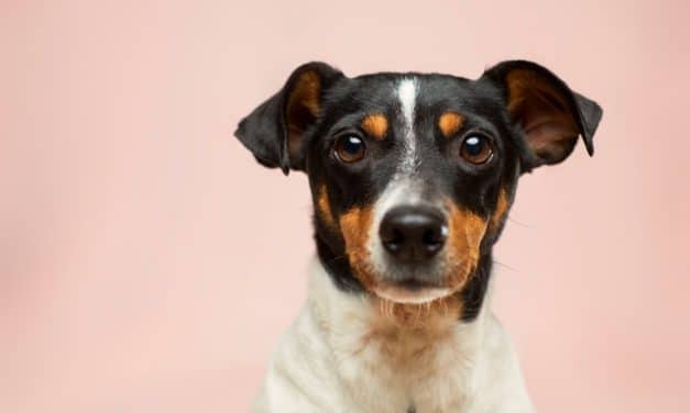 Canine Diabetes – Everything There Is to Know!