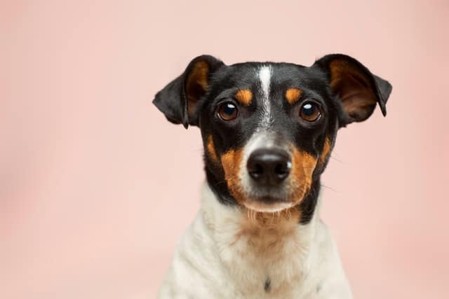 dog on pink