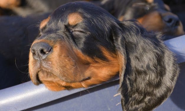 Gordon Setter Dog Breed Description
