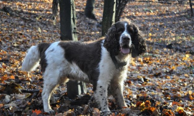 English Springer Spaniel Dog Breed Description