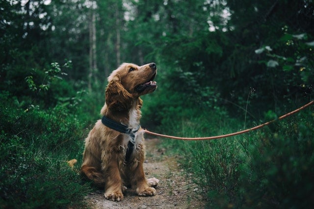 English Cocker Spaniel Dog Breed Description