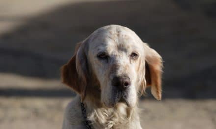 English Setter Dog Breed Description