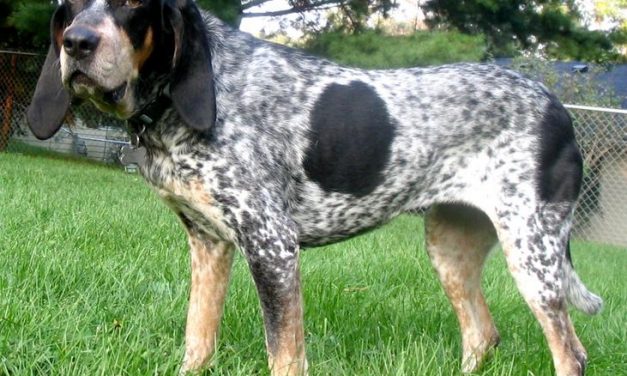 Bluetick Coonhound Dog Breed Description