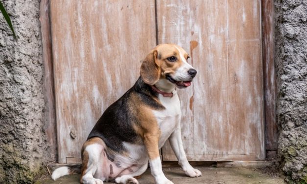 Beagle Dog Breed Description