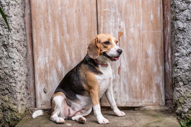 Beagle Dog Breed Description