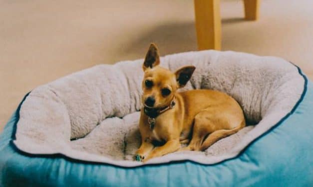 Five Smallest Dog Breeds