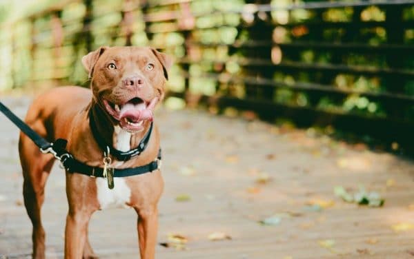 5 Most Aggressive Dog Breeds