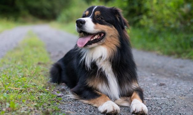 Healthiest Dog Breeds