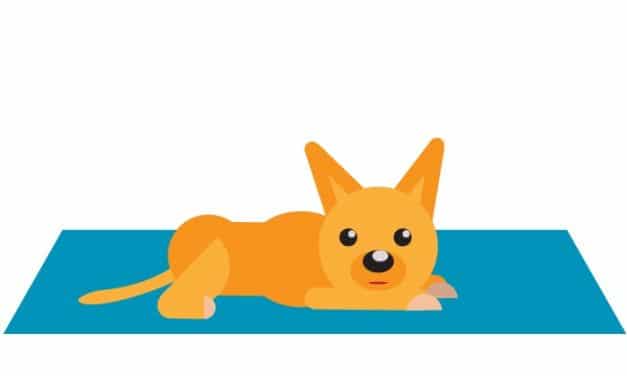 Signs Your Dog Is Bored