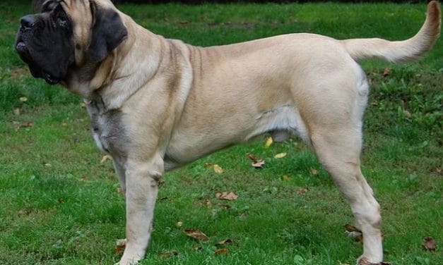 Strongest Dog Breeds