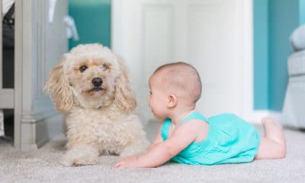 Introducing Your Dog to Your Baby