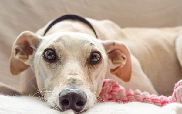 19 of the Healthiest Small Dog Breeds