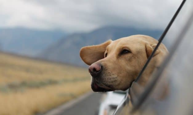 What to Pack on a Road Trip with Your Dog?