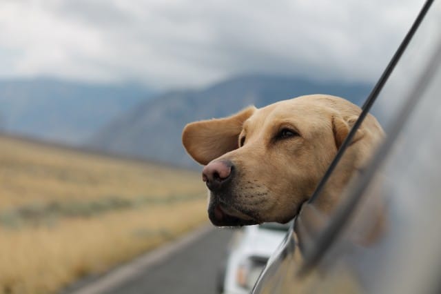 What to Pack on a Road Trip with Your Dog?