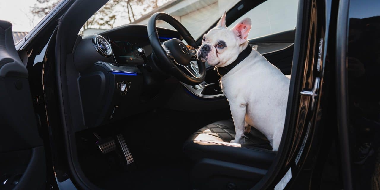 What to Do When a Dog Is Afraid of Car Rides