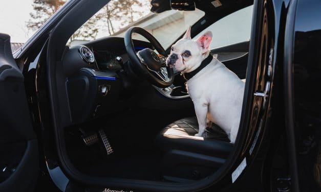What to Do When a Dog Is Afraid of Car Rides