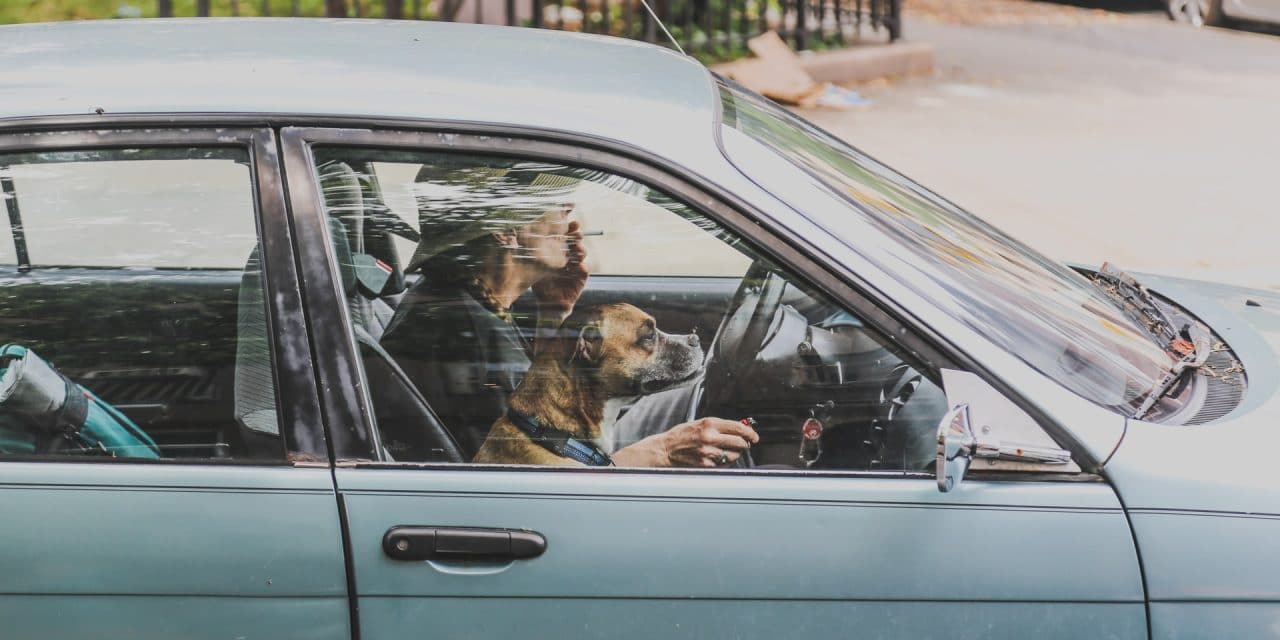 How to Keep Your Dog Safe in Your Car While On The Road