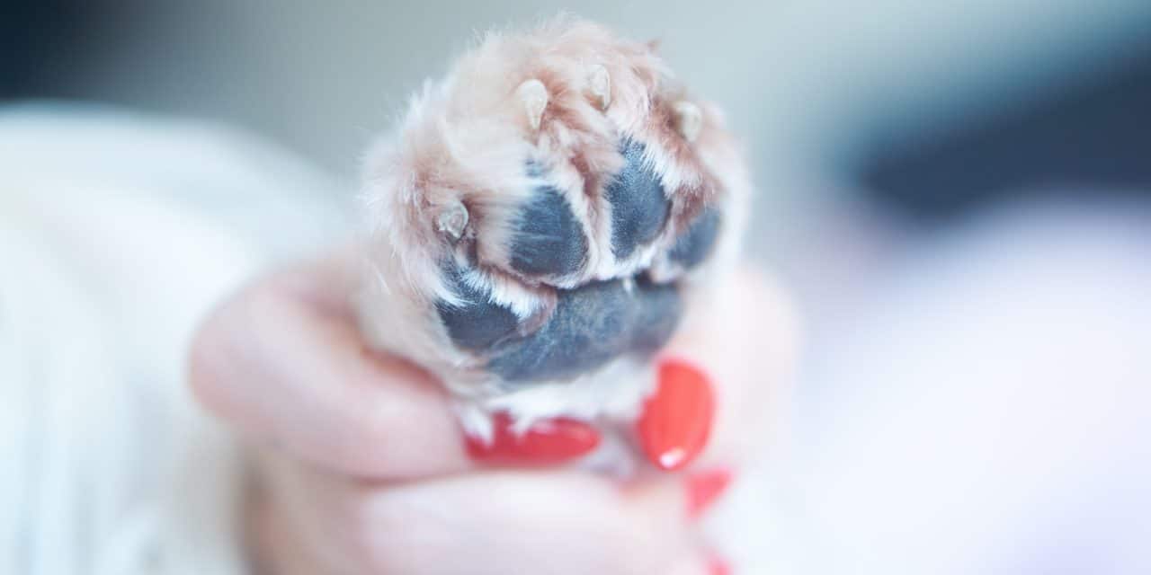 A guide to dog nail care