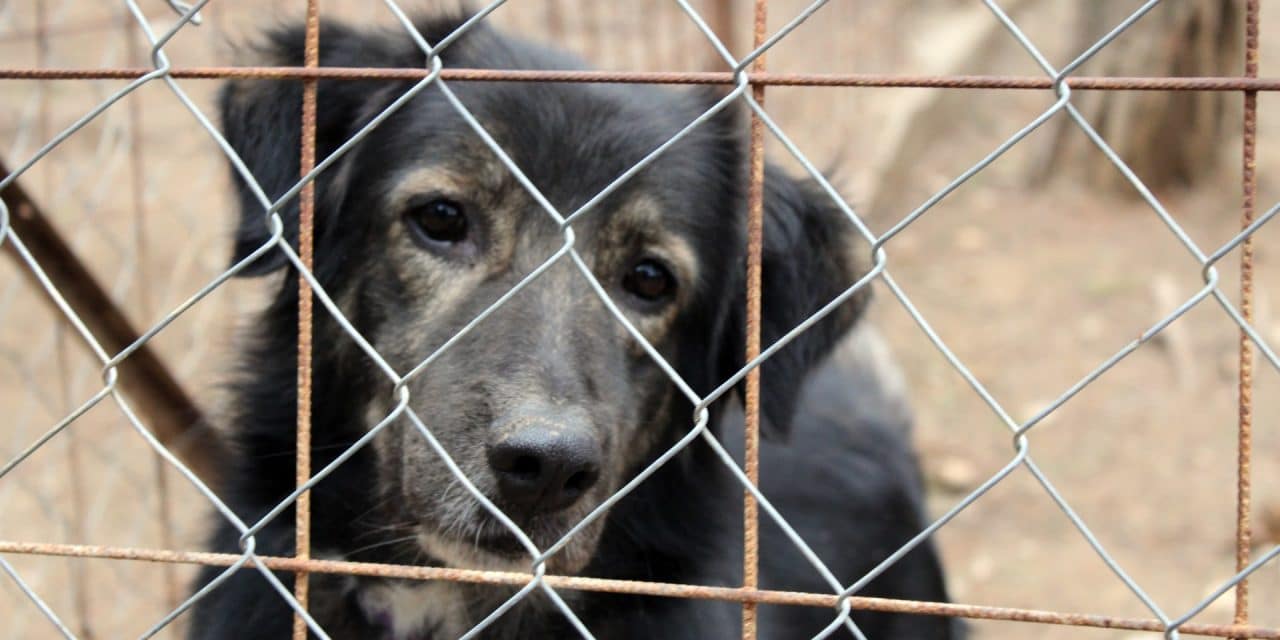 15 Reasons Why You Should Adopt Rescue Dogs