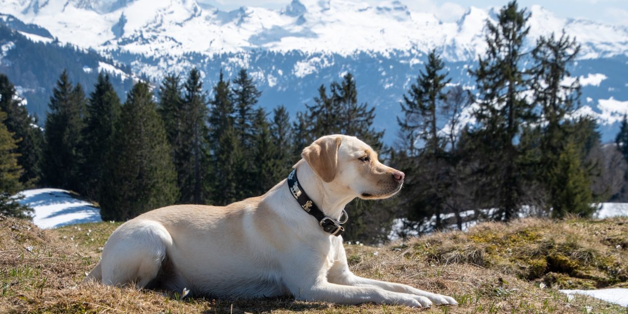 The Seven Best Hunting Dog Breeds To Have This 2022